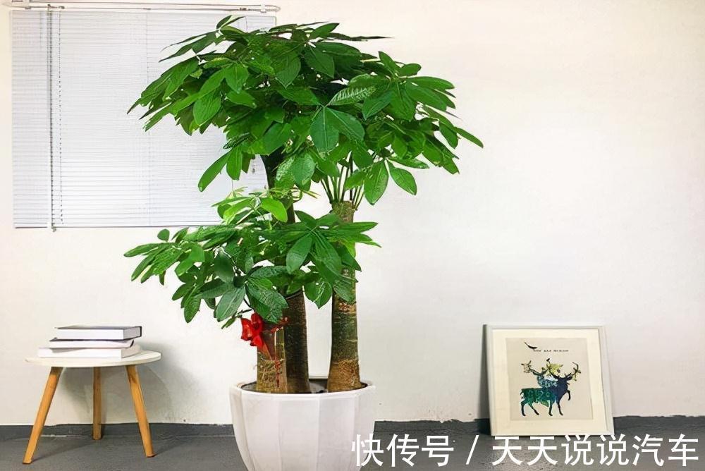 立冬后,养这10种花,切记不能多浇水,养不活都是由于手太勤