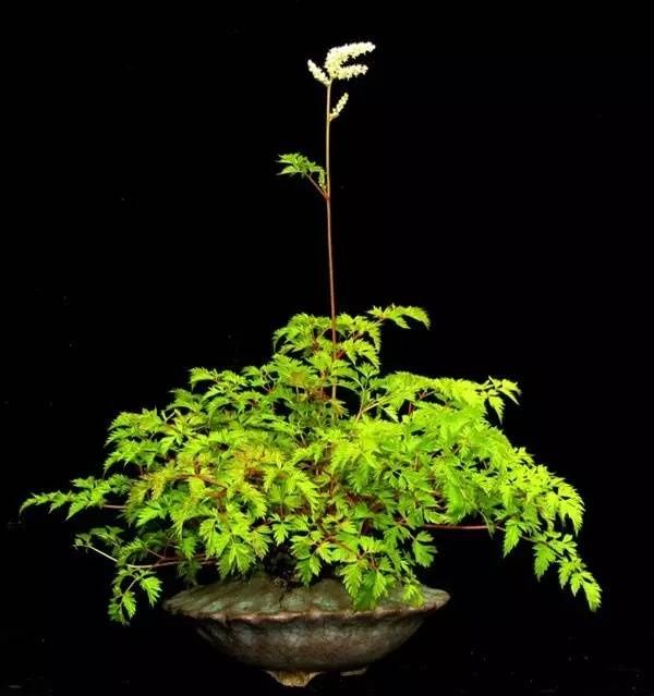 山野草，也高雅！