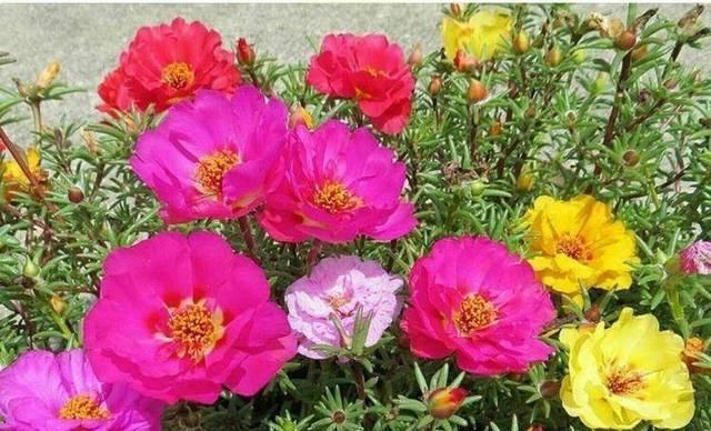 小暑过后,家里养3种“耐热花”,枝条扦插生根快,越热开花越旺