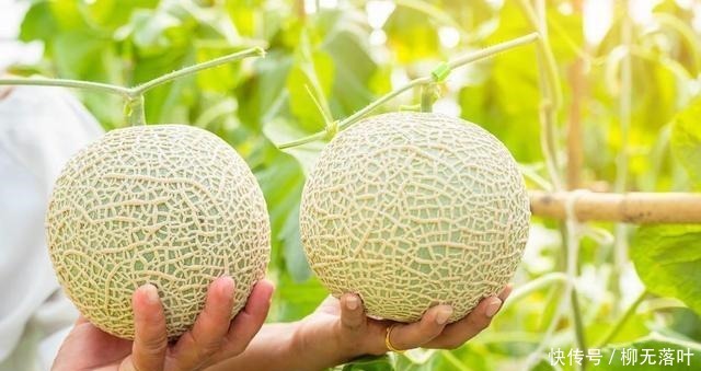 甜瓜|买瓜时,无论瓜大小,只要瓜肚脐长“这样的”,味道就是香甜多汁