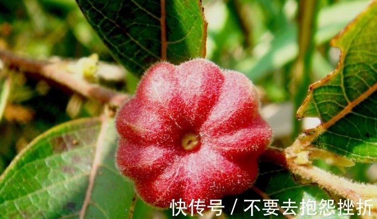 它是树上长的“南瓜”,摘了能当菜炒,不仅好吃还是一味好药