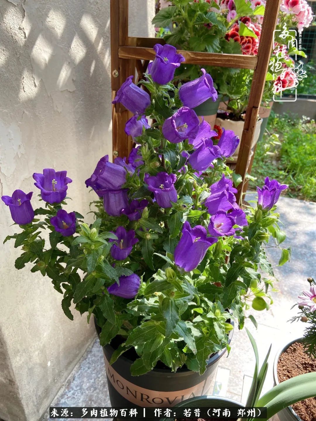 迷你小院儿，种满多肉、花草和蔬果，沉醉在自己的世外桃源！