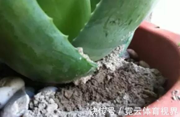 水溶液|药片、黄豆养花全需下成本，不如用这2样灰，一分钱不花又实用