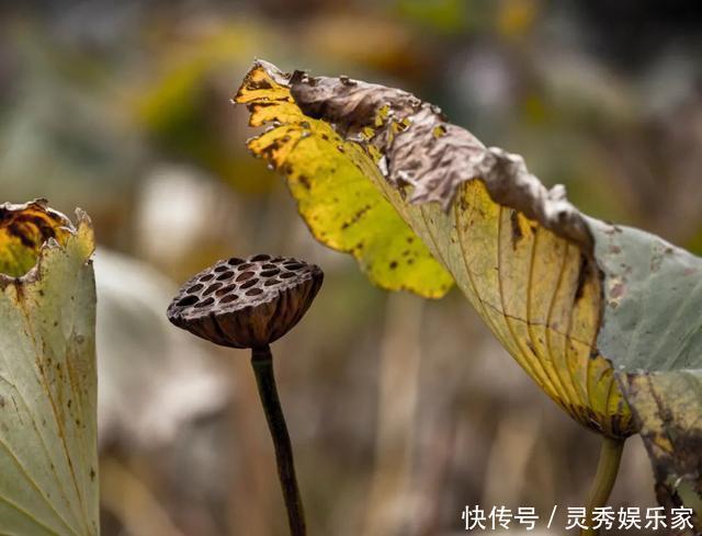 在红荷湿地，秋叶美成了故事，冬湖亮成了风景