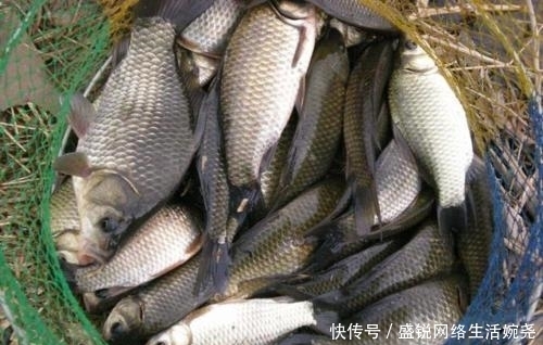 狐眼|高手教你,10个钓鲫“绝活”!想爆护就看过来