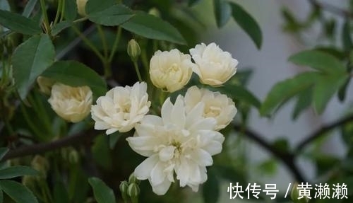 黄庭坚@杨万里的一首七律,开篇不吝赞美之词,结尾更是富有理趣