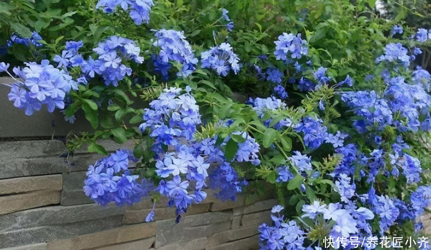 5月蓝雪花不开花 做好 一剪二足 开满蓝色花 持续开到秋季 粉紫色