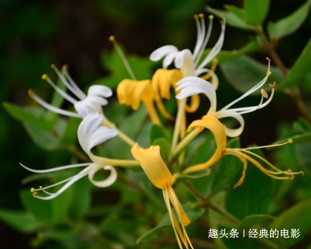 此花植株古雅形态婀娜，开得妩媚俏皮小巧可爱，寓意真情实意的爱
