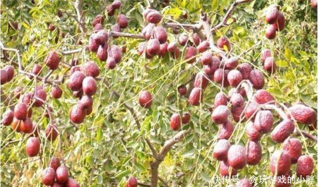 市场|从产地到市场,价格翻5倍,果农叫苦卖不出去,收购商不背锅