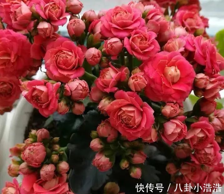 花期|45种长寿花,个个都是高颜值,家里养几盆,美得移不开眼