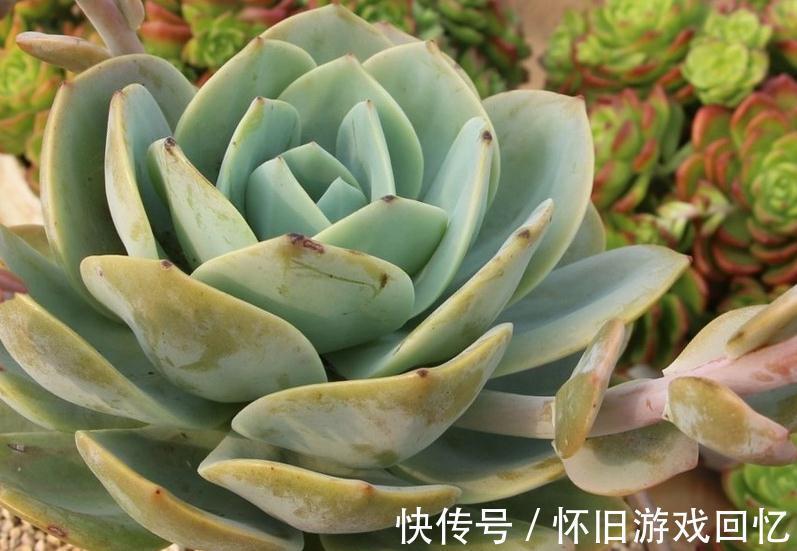 喷壶|多肉植物浇水方式,喷雾,喷水,尖嘴壶,浸盆,你用哪一种