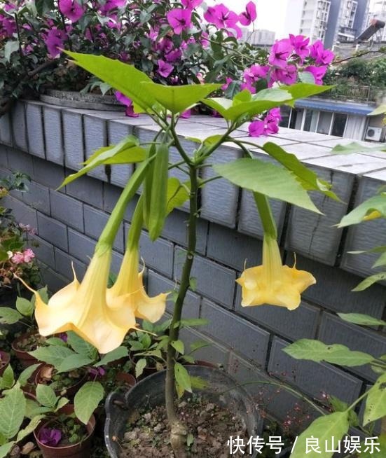 此花，有毒，多闻闻也不行教你方法，让养护正常，让家人安全