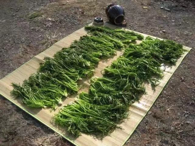 新鲜|腊月才有的一种蔬菜,新鲜的无人吃,但做腌菜却是一绝