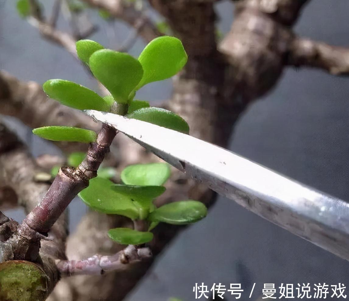 养花|这2种树最耐养,每天剪1刀,土里喂点料,蹭蹭长成小盆景