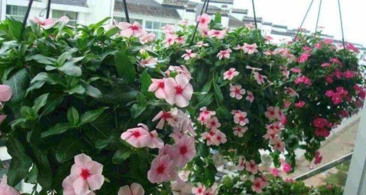 长春花|4种花开花喜庆又好养，满屋飘香，人见人爱
