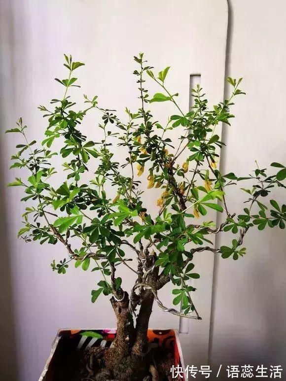 苍劲|山里的1棵老树桩,挖出来种盆里,开花后,眼睛都看直了!