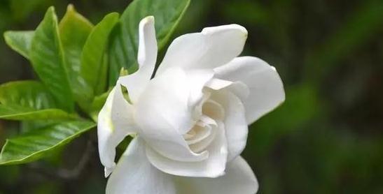 栀子花的花骨朵发黄，都是2种因素导致的，养护细节很重要