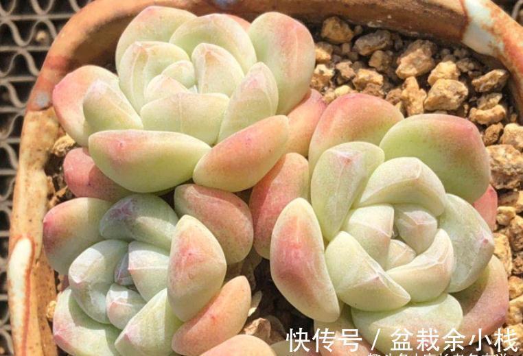 多肉冰玉见多了，但老桩不常见，用两种方法可养出粗腿的冰玉老桩