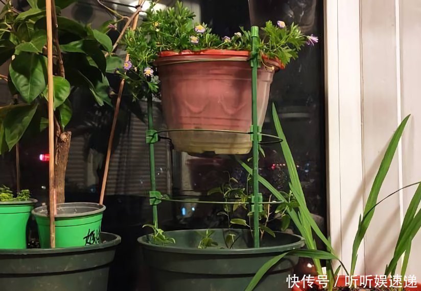阳台很小,养不了太多花?巧用6个小方法,多养3倍还不止