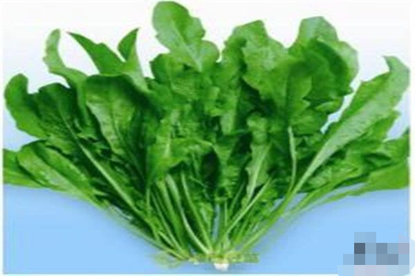 菱角菜|野菜中的上品,营养丰富、分布广泛、历史悠久、药用价值还很高