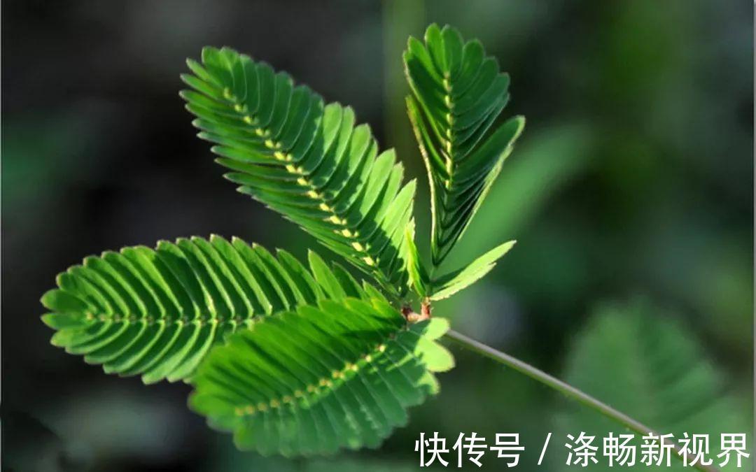 中药材|别名叫“阴阳草”，听见都害怕，却是很好的中药材，现在很少见到