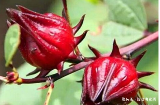 食物|冬季女性可以坚持吃4种食物,排出毒素,净化血液,滋养女性子宫