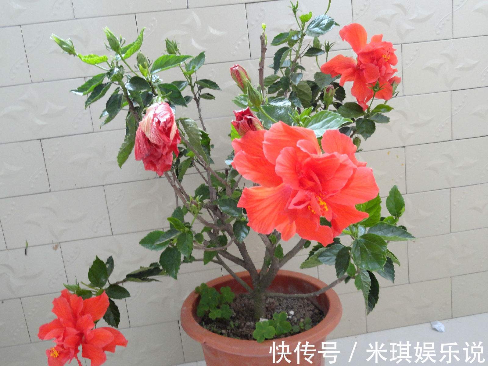 被说“不吉利”的3种花,是真的吗?爱花的人来看下