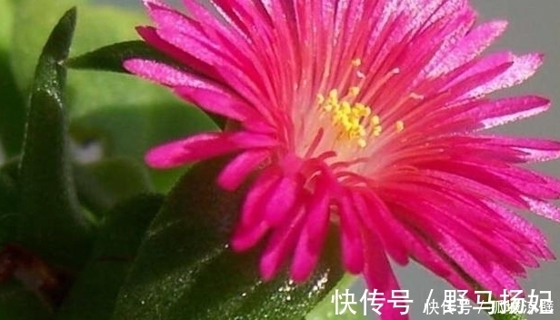 阳光|此花美过君子兰,只需一根枝条就能活,给点阳光就爆盆
