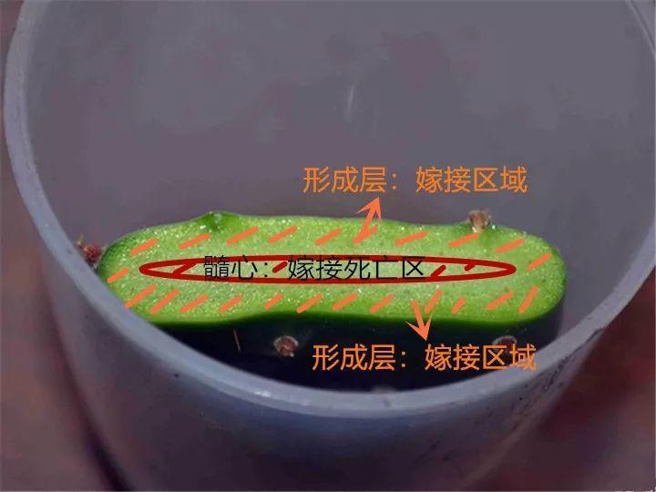 嫁接|嫁接达人,玉树嫁接长寿上,花友直呼内行!