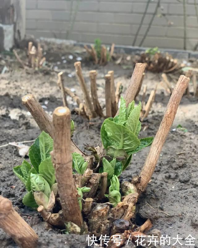 嫁接|3种花养在小盆里，2年变老桩，茎干粗壮开花香，1次能开50朵