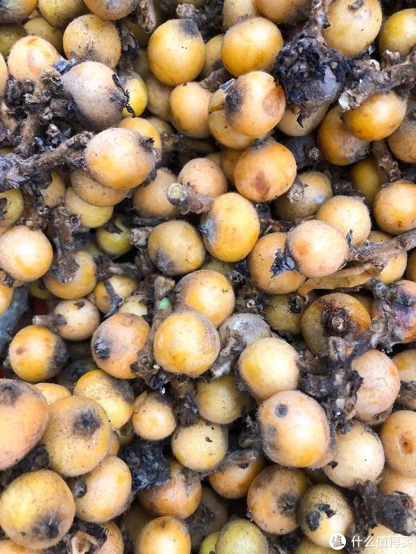  p>逐渐变质的枇杷&nbsp;图虫创意 /p> p>枇杷可供鲜食的时间很短