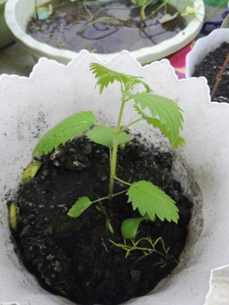 容易读错名字的花，每一种都常见，你中招了吗