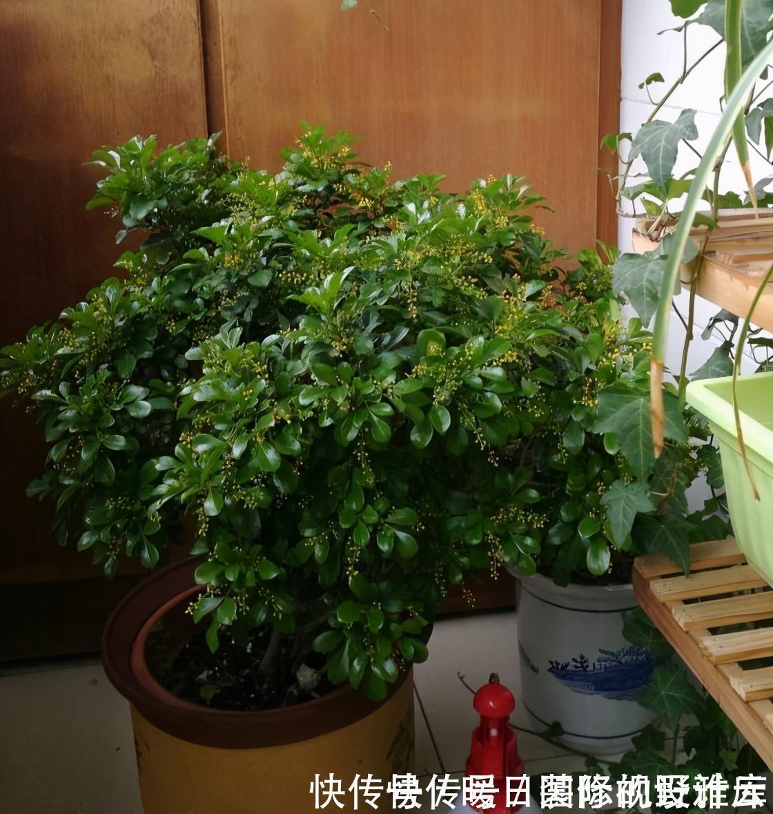 5种“香水花”,妖娆又艳丽,家里养一盆,比香水都好闻