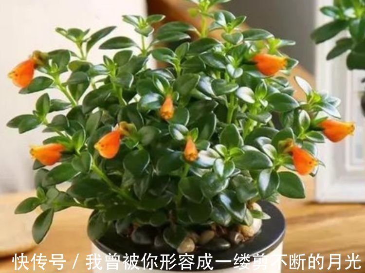 人养花,花也养人,家养3种花,漂亮还净化空气,美容又养颜!