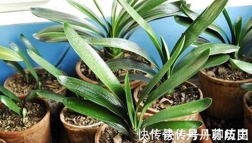 小苗|家里养君子兰,出现3个特征,基本和开花无缘,别忽视!