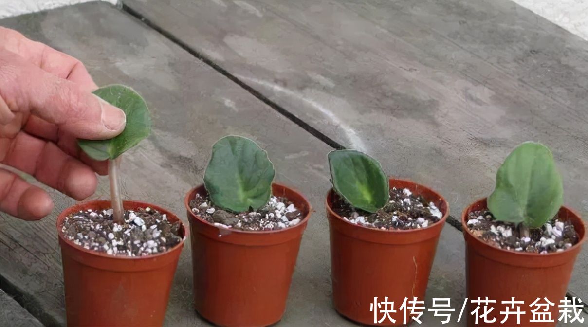 4种花不用买，摘片叶子就能扦插繁殖，适合新手