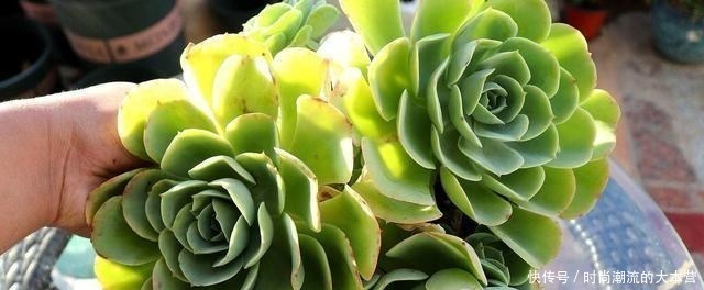观音|这种多肉比观音莲还美,叶子一层叠一层,一棵能变好几棵