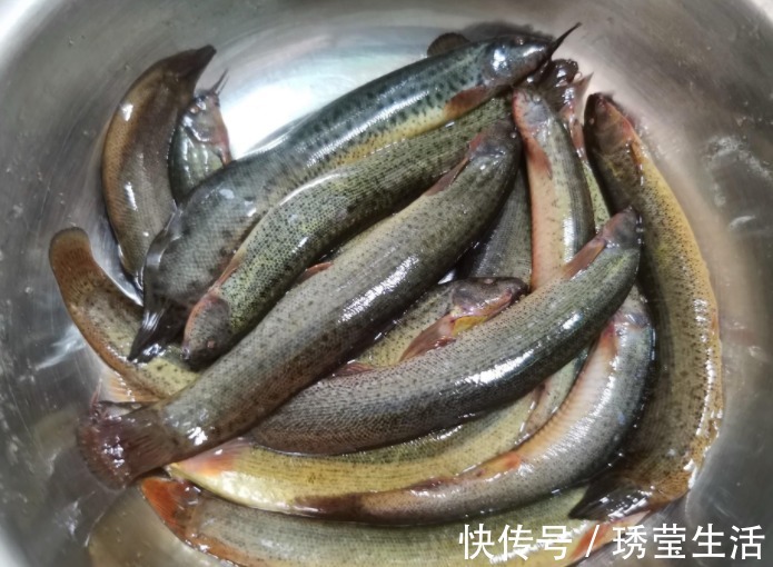 健康|泥鳅下锅之前要不要掏内脏多数人不懂，为了家人健康，别再乱吃