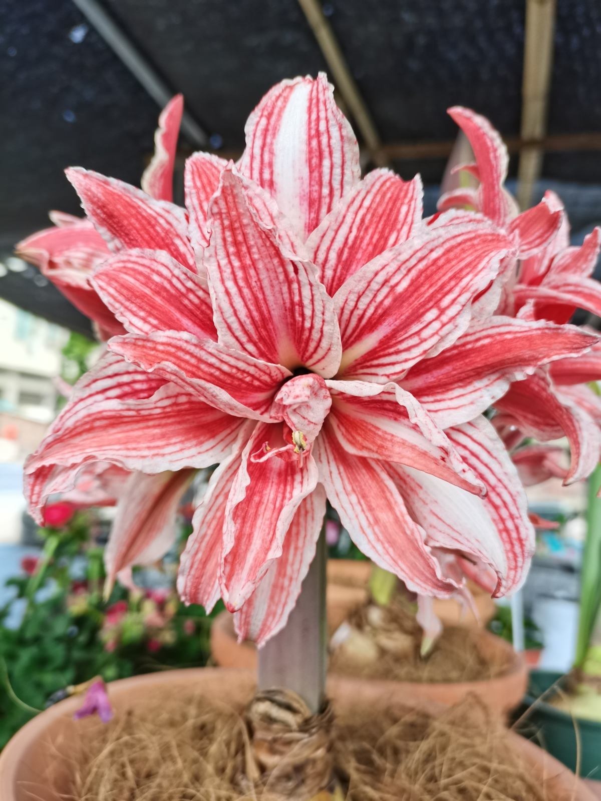 门口放了一盆百合花,转了个身的功夫就被人偷折,真气人