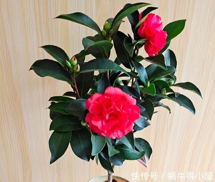 养茶花和杜鹃花，冬春季节一定要做好四点，要不然花苞打不开