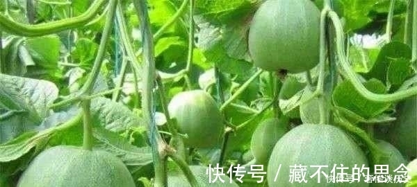香瓜|超市很常见的3种食物，营养丰富、延缓衰老，爱吃就赚了！