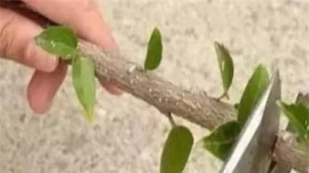 生根|学会这9个扦插绝招,插啥活啥,蹭蹭长出大白根,阳台多的放不下