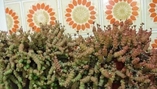 钱串景天|5种长相稀奇的多肉，养小花盆里照旧开花，可养很多年