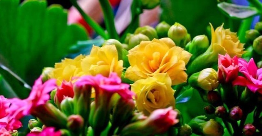 4种“超漂亮的花”,谁看见都想养,花开不断,美极了!