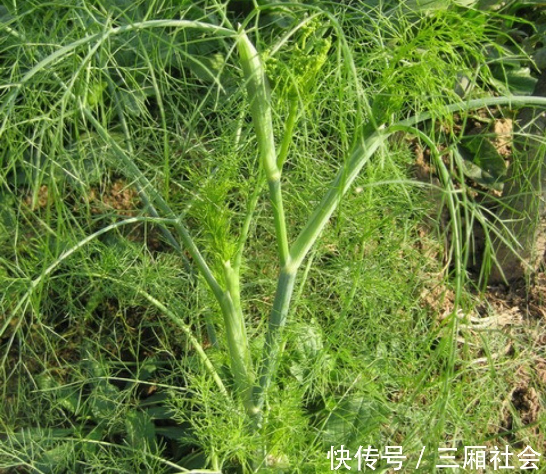 维生素b|只有真正的农村人才认识的野菜，最后一个很多人不认识，你清楚吗