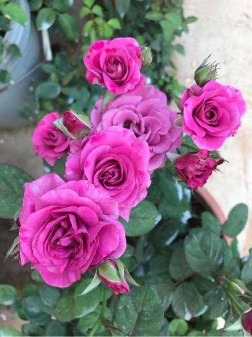 5种“微型月季”，最适合“阳台”盆栽，个小开花多，一开200天