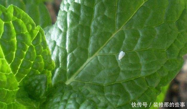 花草长了虫,用家里一些小玩意,一喷就消灭光,药都不用买!