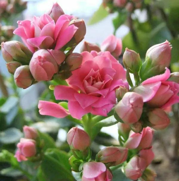 养长寿花要心狠,关进小黑屋,花苞满枝头,让它不开花都难