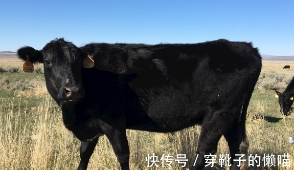 农历|农历几月出生的属牛人，福泽深厚，吃穿不尽，心想事成，事业兴旺