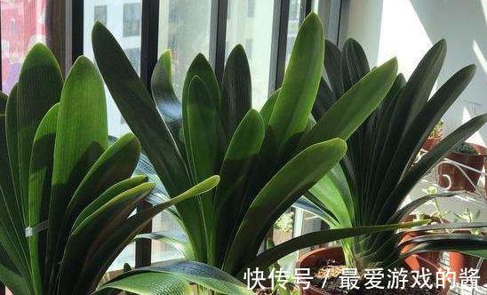 君子兰长期没变,定是出了4个问题,不然就瞧瞧吧